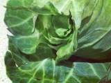 Brilliant Brassicas: Cabbage, Brussels sprouts and Cavolo Nero